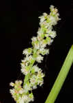 Common sheep sorrel